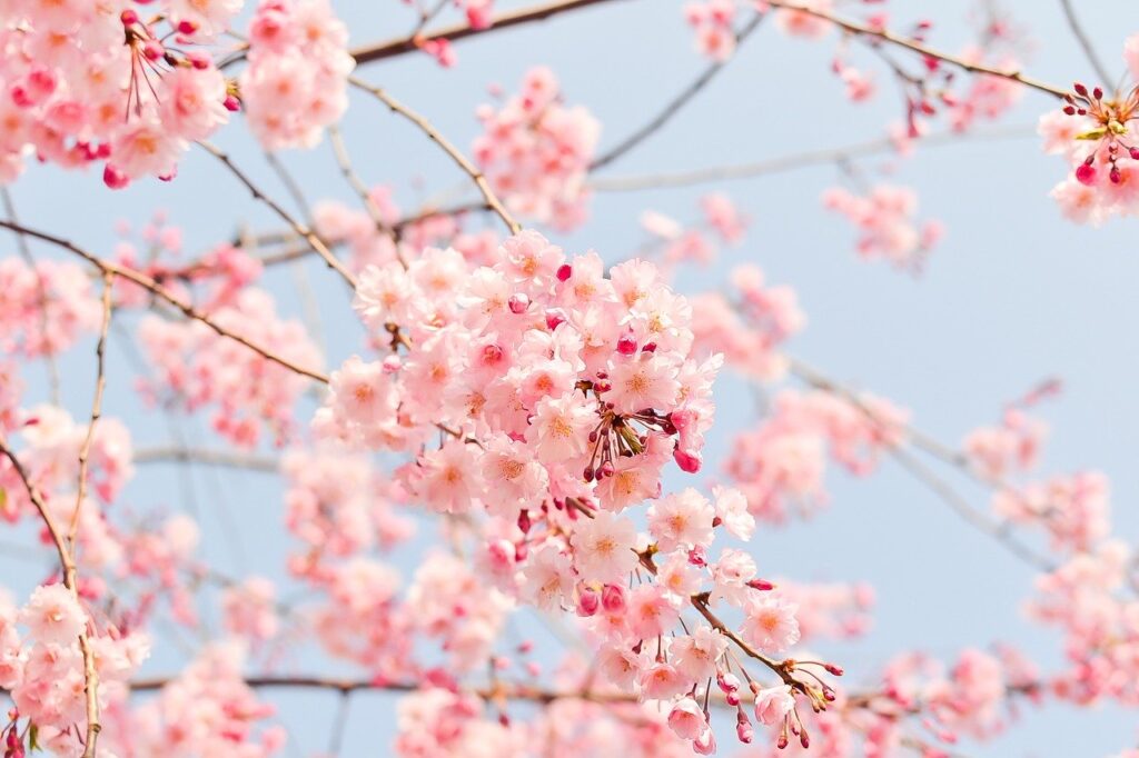 beautiful cherry tree