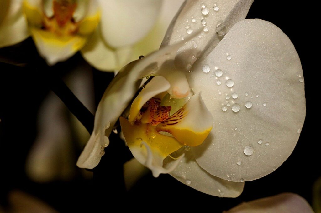 best ways to water orchids