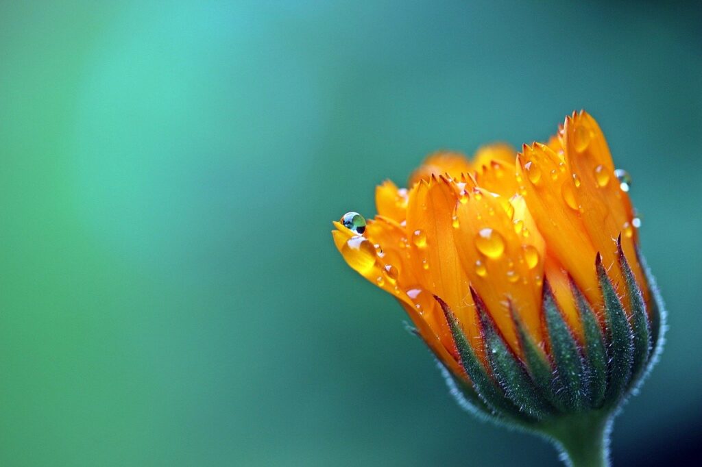 marigold water flower plants