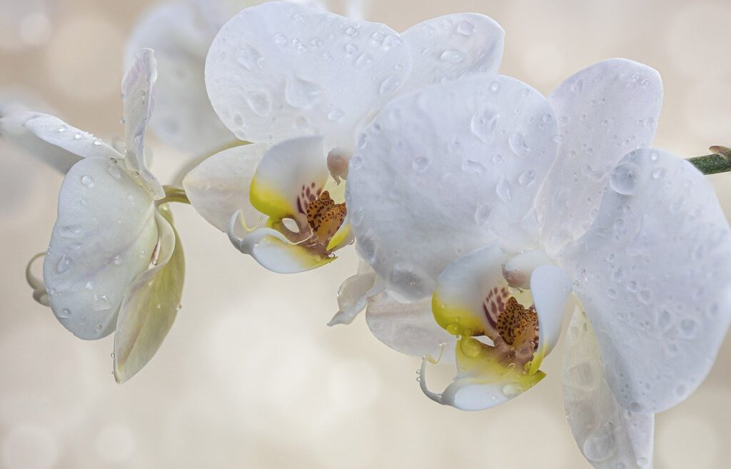 water orchids tips white and beautiful