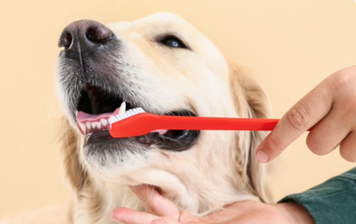 Brushing and At-Home Care Routines